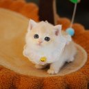 청담고양이 이미지