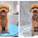 포메른 펫살롱 이미지