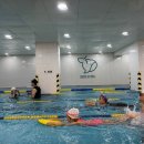 스윔스타즈 이미지