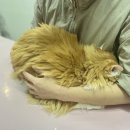 창원고양이미용 무냥무냥 이미지