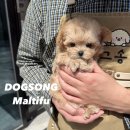 도그송 강아지분양 인천 송도점 이미지