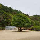 담박 Daum카페