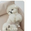 펫 마마의 집 이미지