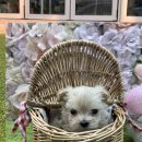 영진펫 | 강릉 강아지무료분양 고민끝에 새가족