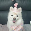 우리강아지 | 챚GPT 요즘 인스타에서 난리난🐶 우리 강아지 미니미 만들기 후기✨AI활용