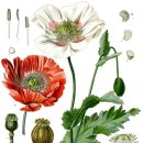 은이수입 이미지