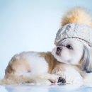 [1급과정] 반려동물관리사 1급 이미지