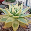 골드크레마 이미지