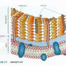 미생물의 세포벽(그람양성균) 이미지