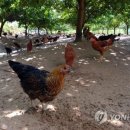 명도2농장 이미지