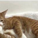 애정그루밍 이미지