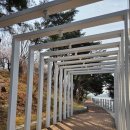 보문4 | 경주 보문 단지 벚꽃 나들이 후기(4월 3일)