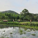 삼-라만상