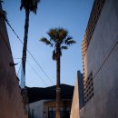 트로피칼드림 이미지