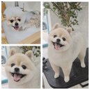 샵돌봄 네이버블로그