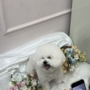 코지펫살롱 이미지