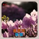 진우아파트 삼거리 교통섬 | 설레는 봄, 떠나기 좋은 국내 여행지 Best4