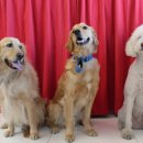 레오나르독 이미지