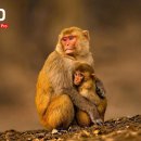 Incredible Wildlife in 4K HDR | The Beauty of Animals in Ultra HD | 8k 이미지