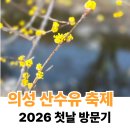 화곡2리 | 의성 산수유 축제 첫날 방문후기 개화 주차장 명당