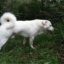 대산실업 Daum카페