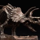 트리케라톱스-1 이미지