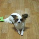 빠삐용