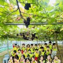 🍇천태반🍇주렁주렁 새콤달콤 포도를 수확했어요1 이미지