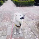 아모망