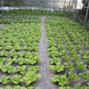 육값하네식육가든 이미지