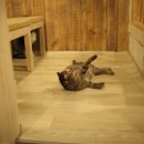 테이블에이 이미지