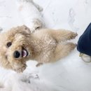 멍머니 2호점 이미지