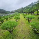 야산목장 | 수목장 이용 시 꼭 확인해야 할 법적 기준은?