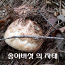 송이버섯 1kg 황금버섯 이미지
