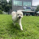 몽이애견 이미지