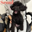영등포 동물병원, 러브펫 동물병원 강아지 건강검진 후기 (feat. 애견호텔도 있어요)