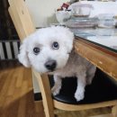 오렌즈 광주첨단점 | 광주렌즈샵 오렌즈 첨단점/강아지 일상