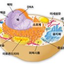 동물포