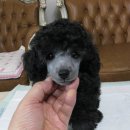 한국참피온 이미지