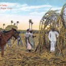 기호농장 이미지