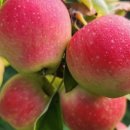 경기농장 이미지