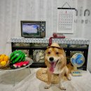 애견카페왕 | 천안애견카페 아산 니니니 추천! 강아지랑 힐링하기 좋은 애견카페 내돈내산 후기