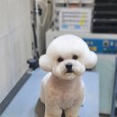 헬로멍멍 이미지