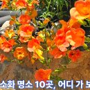 김봉호가옥 | 광주 능소화 명소 10곳, 어디 가 보셨나요?