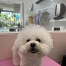 허그퍼피 이미지