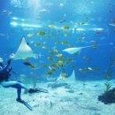 아쿠아플라넷 제주 이미지