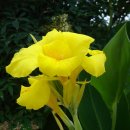 칸나(Canna)