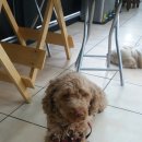 멍멍회관 이미지