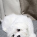 댕냥점빵 네이버블로그