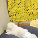 강아지유치원CAREDOGS
